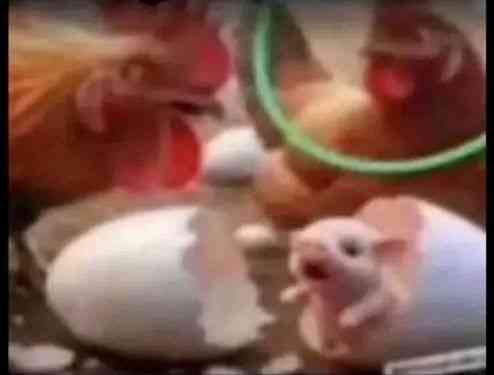 Omo,Fear women o, animal kingdom don scatter like this | MirrorLog